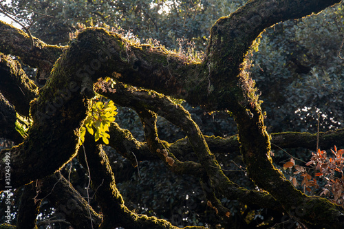 Old Oak Tree