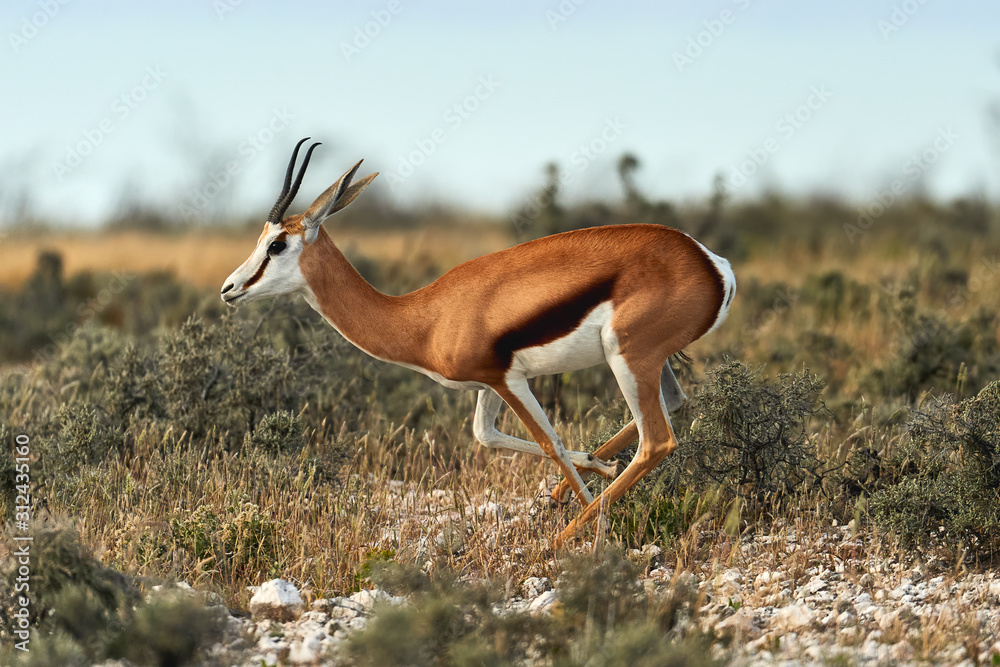 Young springbok walking in the savannah. - obrazy, fototapety, plakaty 