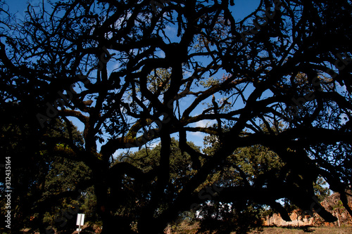 Old Oak Tree