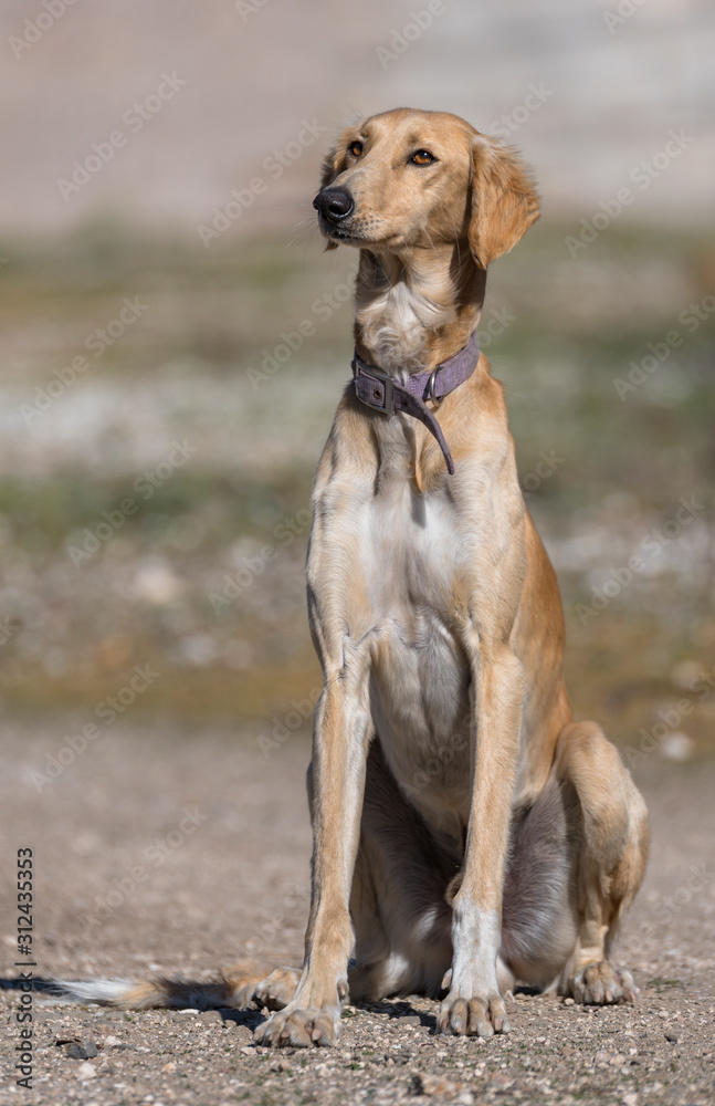 saluki hound galgo saluki dog perro