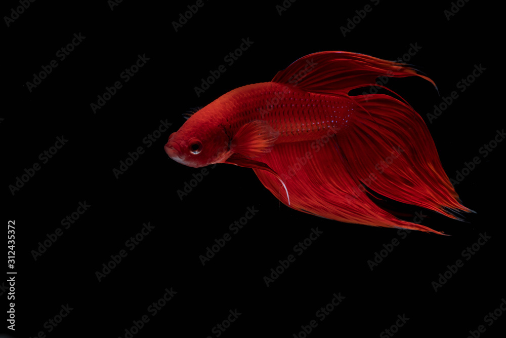 Moving moment of red Vailtail Siamese fighting fish or Betta splendens isolated on Black background Moving moment of red Vailtail Siamese fighting fish or Betta splendens isolated on Black background