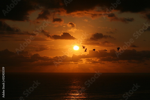 Sunrise Birds