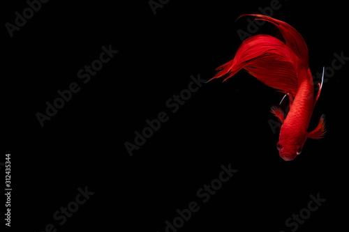 Moving moment of red Vailtail Siamese fighting fish or Betta splendens isolated on Black background © Bonn