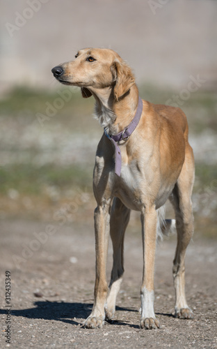Saluki hound galgo saluki perro dog