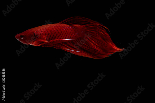 Moving moment of red Vailtail Siamese fighting fish or Betta splendens isolated on Black background