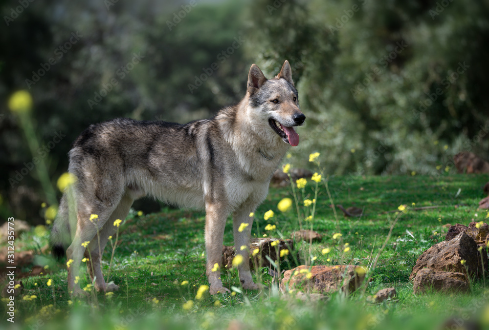 Portrait of a Czechoslovakian Wolfdog