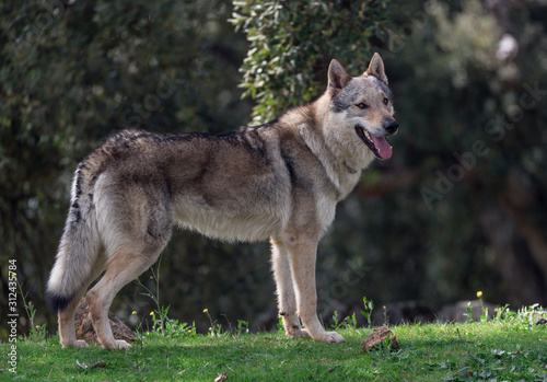 Portrait of a Czechoslovakian Wolfdog