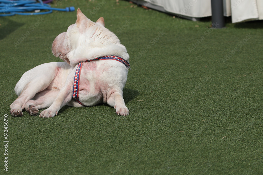 Happy puppies in a private playground Happy puppies in a private playground