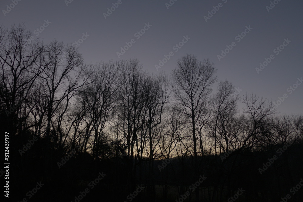 trees after sundown,  December