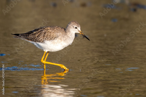 Greater yellowlegs searches the shallow water for food