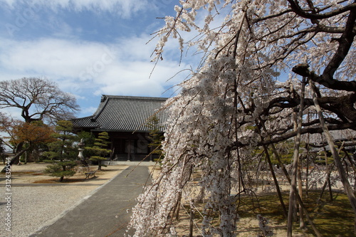 境内の枝垂桜 © saiyan8