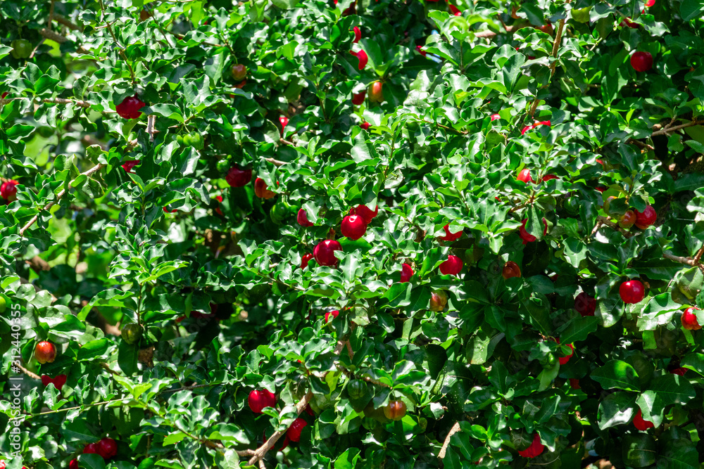 Plantation of Acerola (Malpighia emarginata), is the delicious fruit that is born in the tree called aceroleira, Originating from the Antilles, from Central, North and South America, malpighiaceas.
