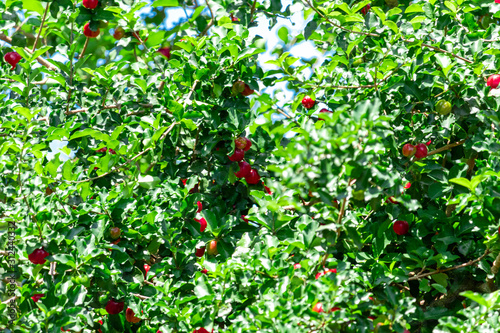 Plantation of Acerola (Malpighia emarginata), is the delicious fruit that is born in the tree called aceroleira, Originating from the Antilles, from Central, North and South America, malpighiaceas. photo