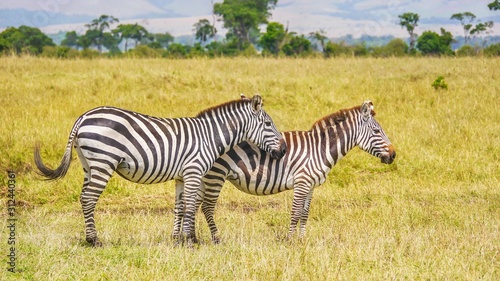 Plains Zebra  Equus burchelli   subspecies Boehm s zebra  in Kenya.