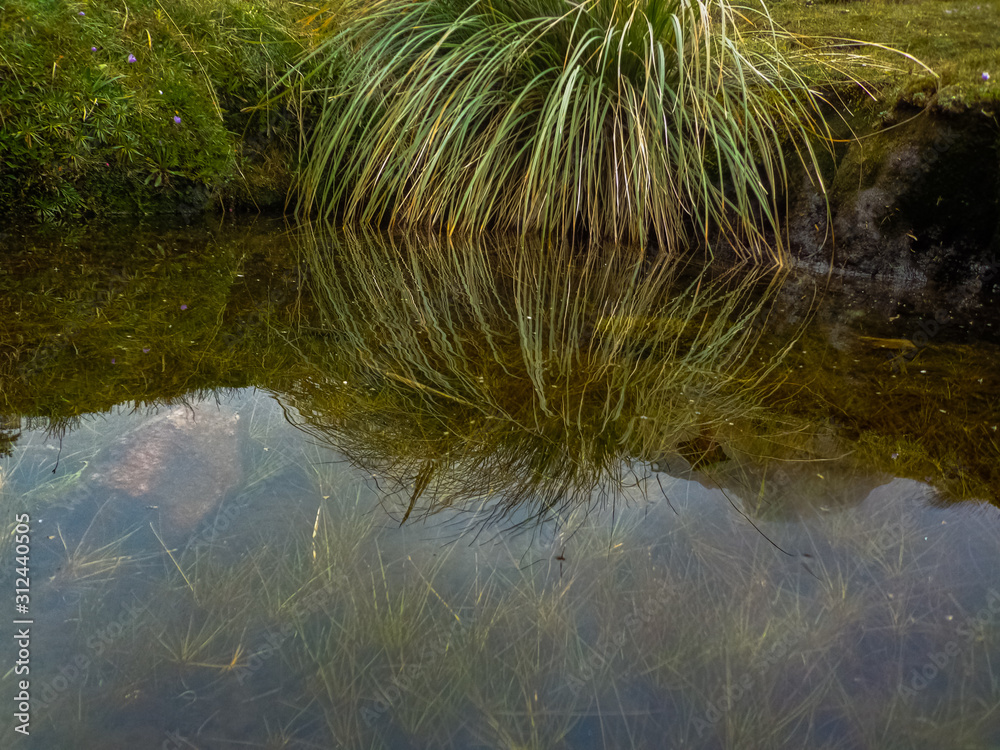 Reflection of plants in a lake in the Cajas National Park, vegetation inside the lake can be appreciated due to the clarity of the water Reflection of plants in a lake in the Cajas National Park, vegetation inside the lake can be appreciated due to the clarity of the water