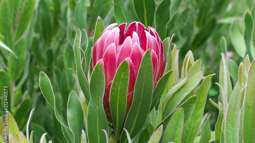 Stunning Brenda Protea Flower in the Field photo