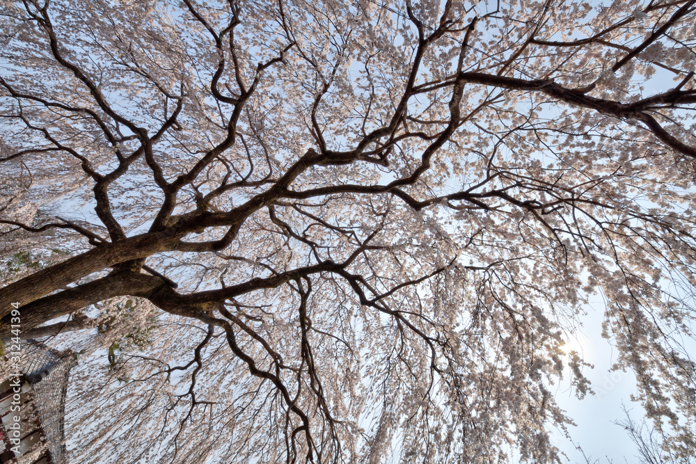 本満寺の桜 本満寺の桜
