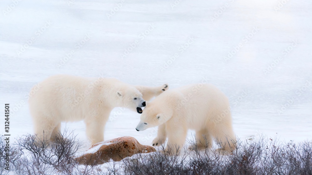 Naklejka Two wild polar bears sparring in Churchill, Canada
