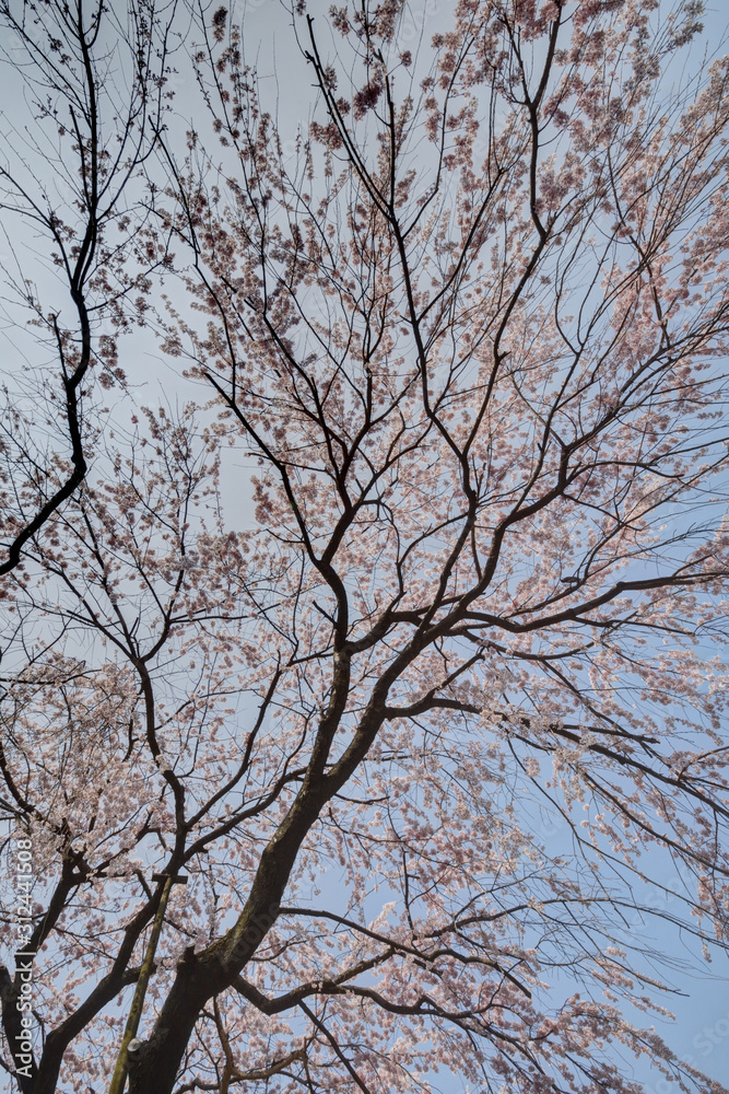 有栖川宮旧邸の桜 有栖川宮旧邸の桜