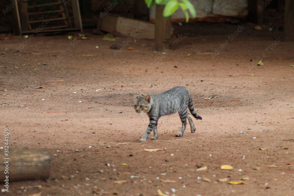 Gato Gato