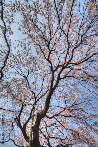 有栖川宮旧邸の桜