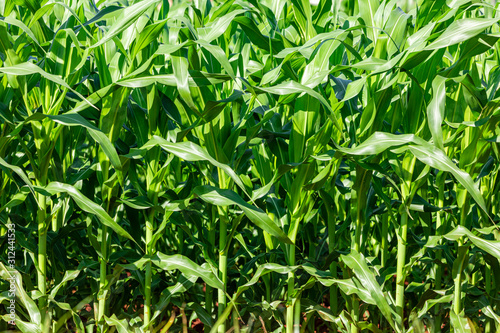 Plantation corn (Zea mays), is a well-known cereal grown in much of the world. Corn is extensively used as a human food or animal feed due to its nutritional qualities.