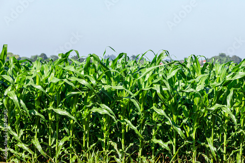 Plantation corn (Zea mays), is a well-known cereal grown in much of the world. Corn is extensively used as a human food or animal feed due to its nutritional qualities.
