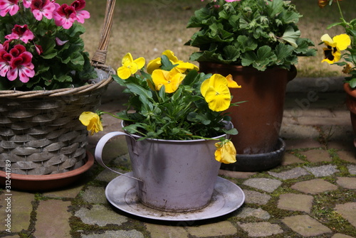 Fototapeta Naklejka Na Ścianę i Meble -  different flowers and plants in pots in old country backyard