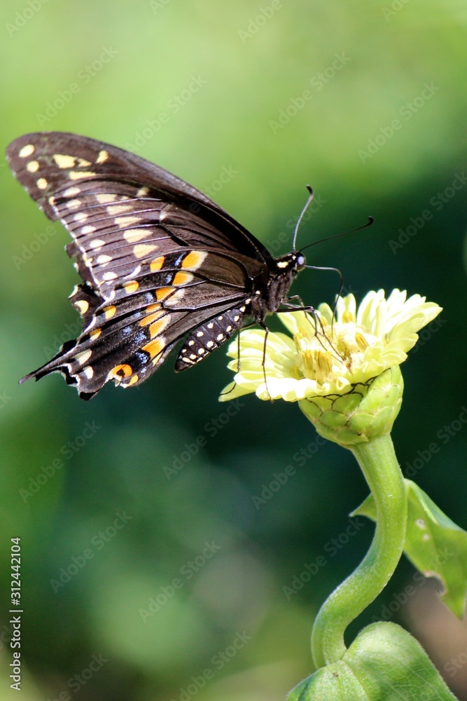 Fototapeta premium Butterfly