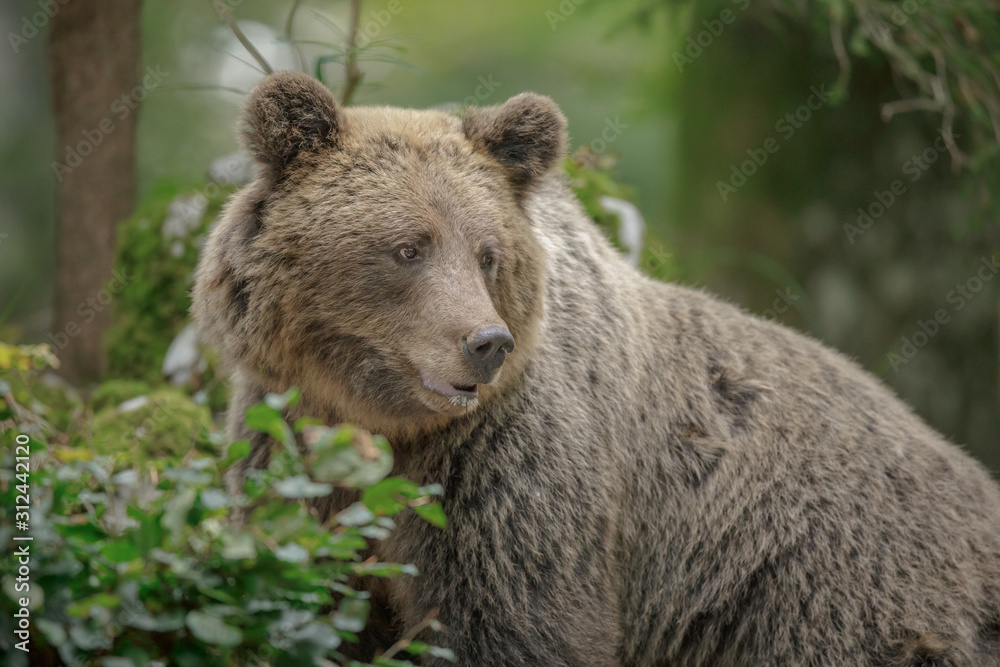 European brown bear mother