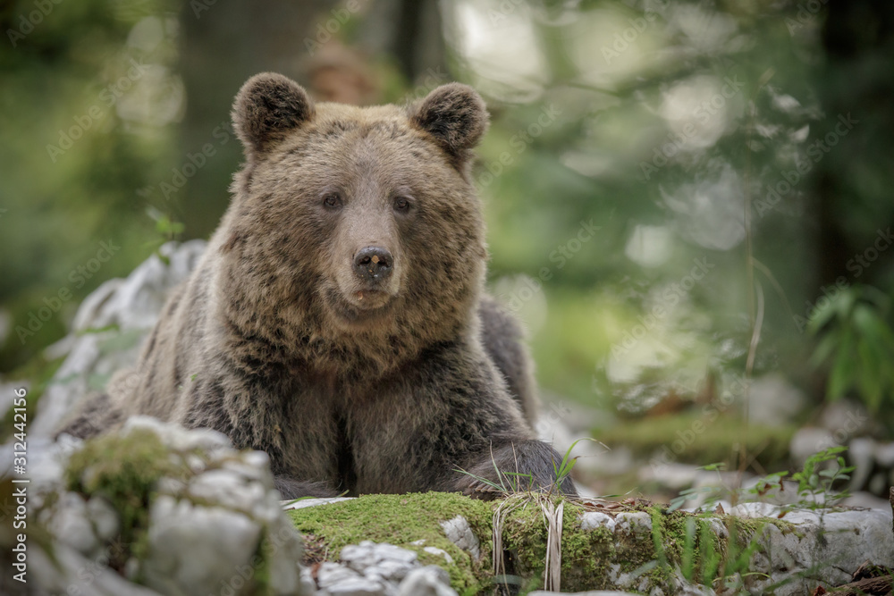Large mother bear in Europe