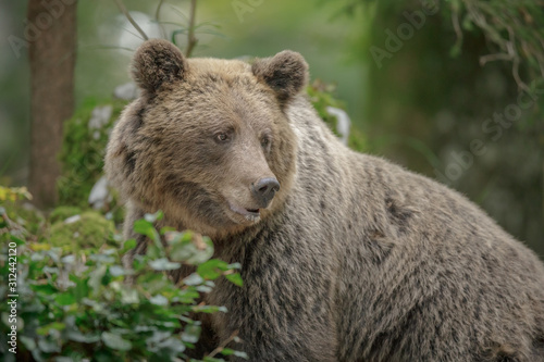 European brown bear mother © Natureimmortal