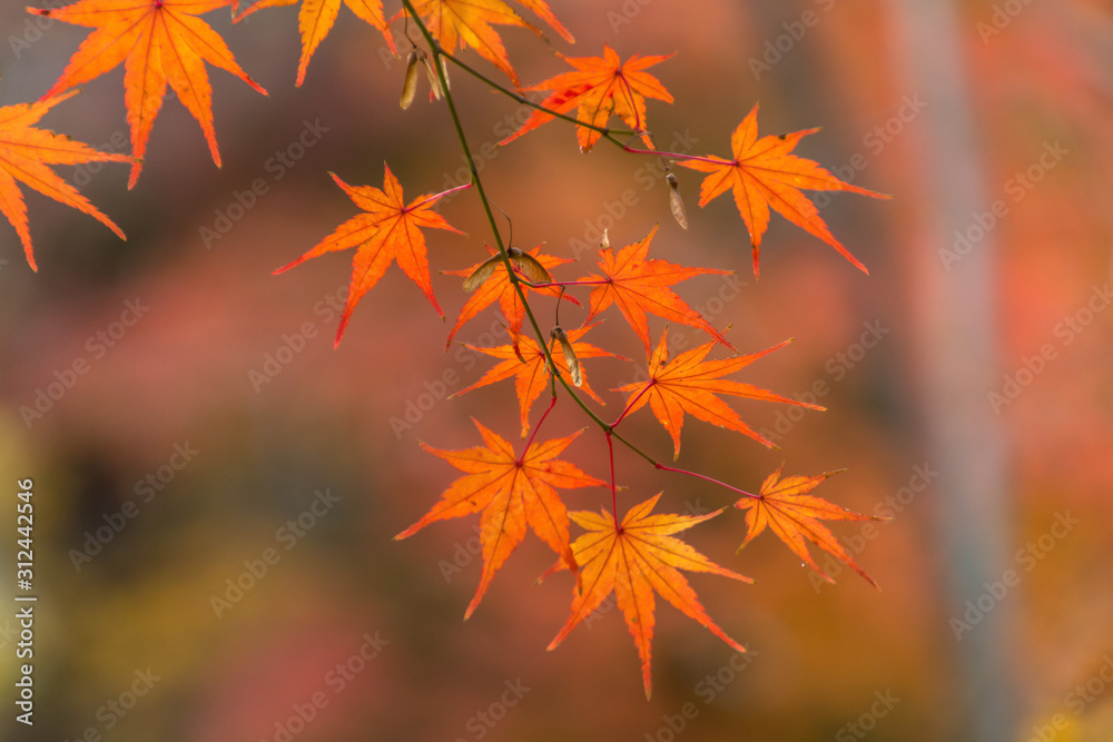 Autumn leaves in the Japanese old temple Autumn leaves in the Japanese old temple