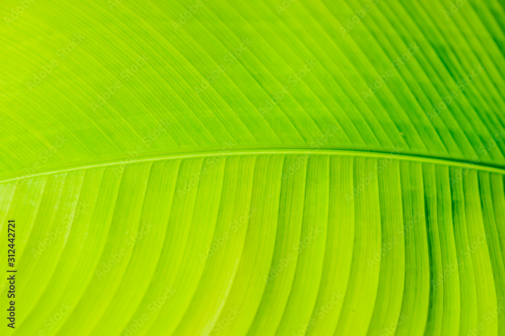 Close up green leaf texture background. Close up green leaf texture background.