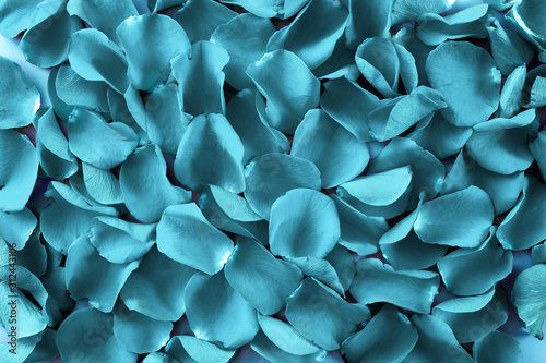 Close up of rose petal background in blue color