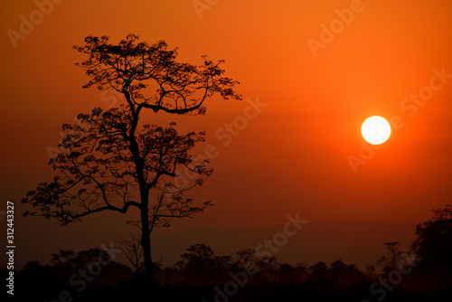 orange glowing sunset with silhouette of tree in an orange sky