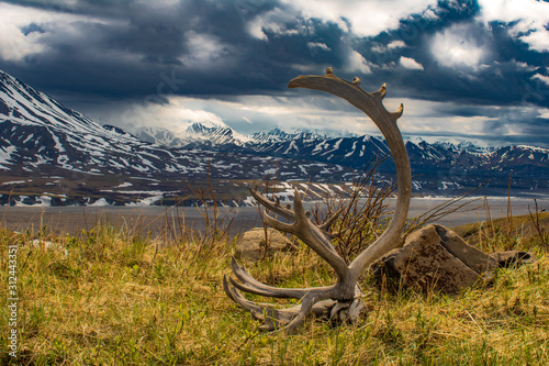 Antlers in Alaska photo