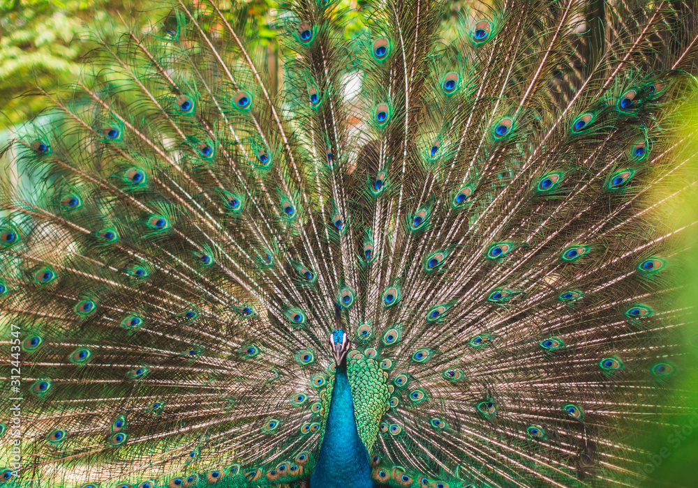 Fototapeta premium peacock with feathers out