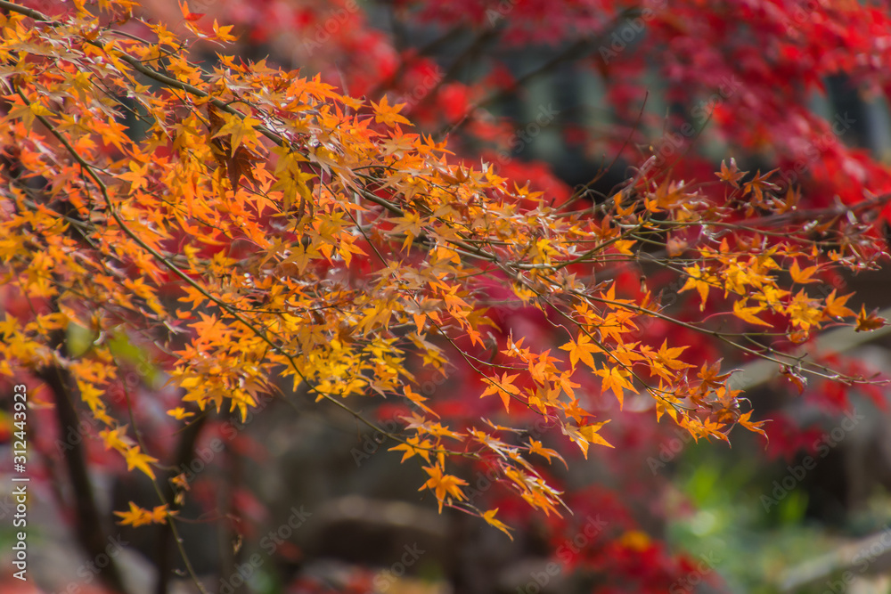 Autumn leaves in the Japanese old temple Autumn leaves in the Japanese old temple
