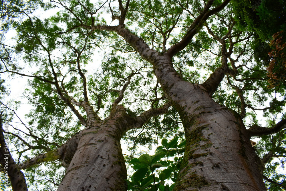 Fototapeta premium Árbol