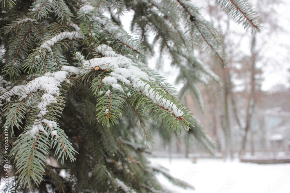 Snow-covered branches of Christmas tree in thr city park. Snow covered fir tree branches. Winter landscapeanches