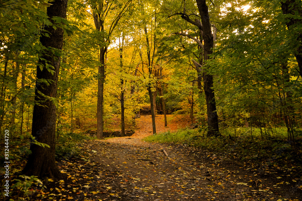 Obraz premium autumn in the forest