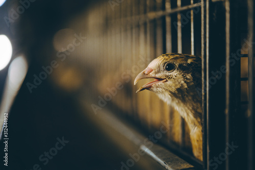 Photo quail bird farm egg cage organic animal poultry