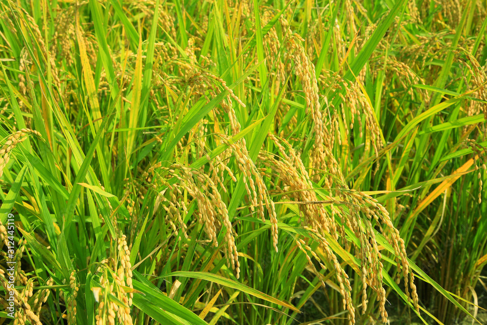 rice paddy.Grain by grain, fully ripened rice filled the golden field. rice paddy.Grain by grain, fully ripened rice filled the golden field.