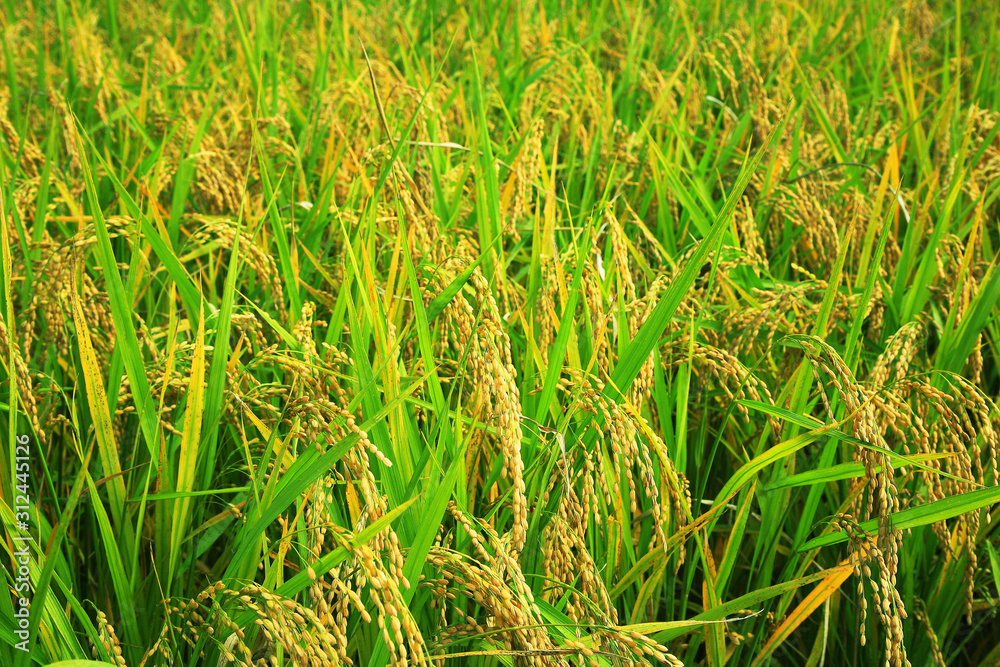rice paddy.Grain by grain, fully ripened rice filled the golden field. rice paddy.Grain by grain, fully ripened rice filled the golden field.