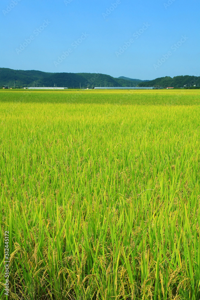 rice paddy.Grain by grain, fully ripened rice filled the golden field.