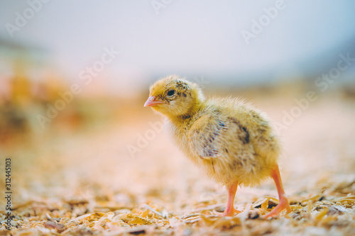 Canvas Print little small quail poultry white chick bird