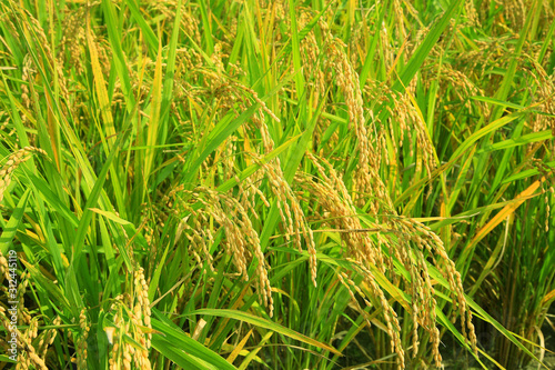 rice paddy.Grain by grain, fully ripened rice filled the golden field.