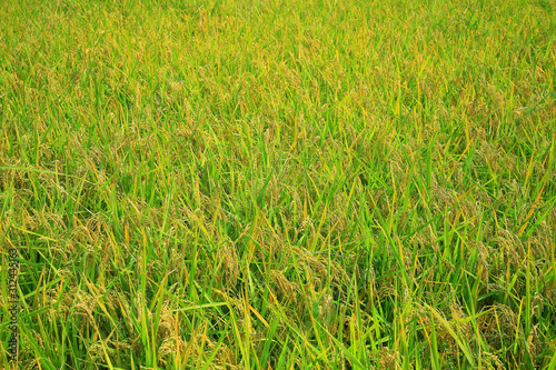 rice paddy.Grain by grain, fully ripened rice filled the golden field.