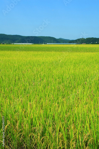 rice paddy.Grain by grain, fully ripened rice filled the golden field.